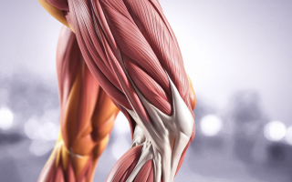 muscle-tenseur-fascia-lata-cuisse